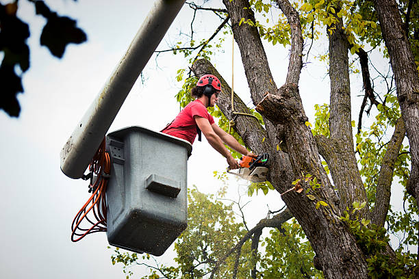 Best Tree Disease Treatment  in Lincoln Center, KS